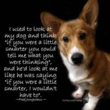 Dog-quotes-06