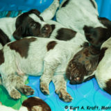 Puppies-day-12-1.20.15-01