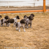 Puppies-day-35-2.12.15-10