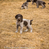 Puppies-day-35-2.12.15-11