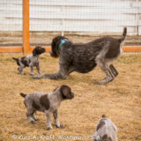 Puppies-day-35-2.12.15-14