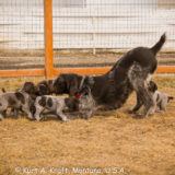 Puppies-day-35-2.12.15-15