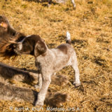Puppies-day-36-2.13.15-01