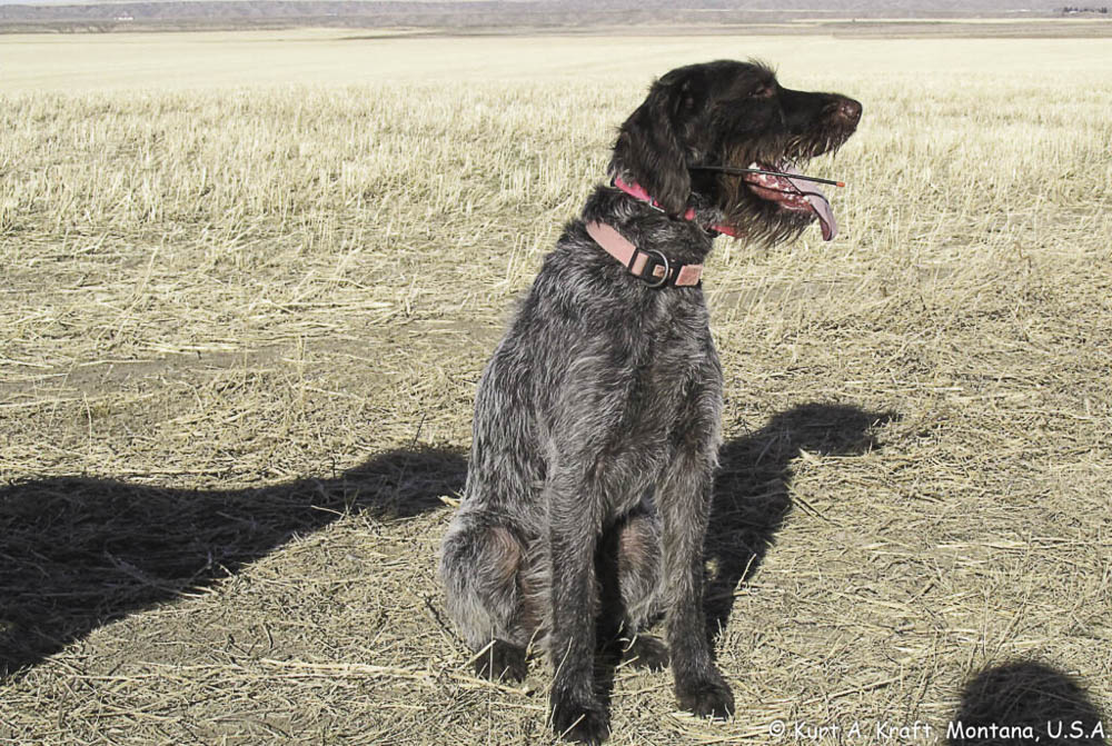 German Wirehaired Pointer, GWP - Yeti Rambler - Wind River Outpost